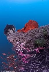 Frogfish, Catfish, baitfish...
D2x 10.5 FE by Rand Mcmeins 
